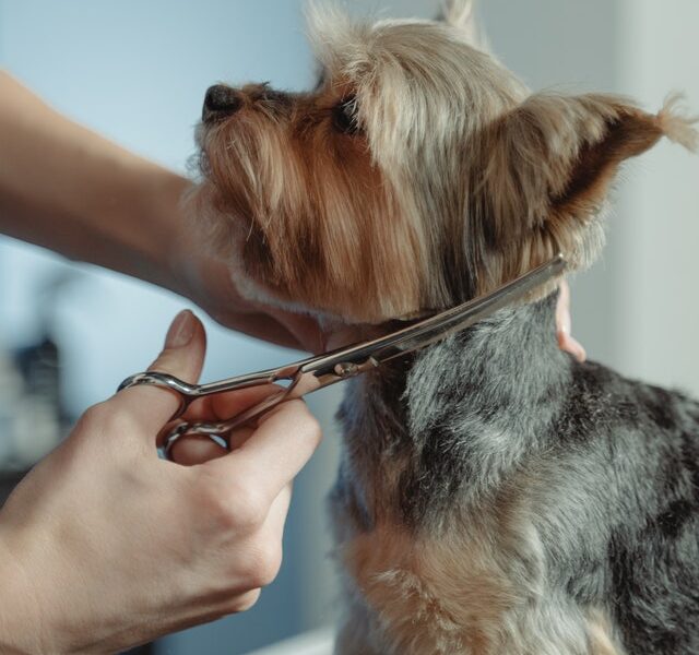 Kiedy należy zgłosić się z psem do psiego fryzjera?